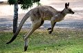 Kangaroos (19)